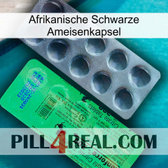 Africa Black Ant Capsule new04